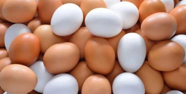 هبوط سعر الكتكوت والبيض اليوم الإثنين 27 فبراير 2023