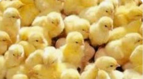 دكتور أحمد دنيا يصرح ل "قلم بيطري الفراخ المستوردة سبب نزول سعر الكتكوت