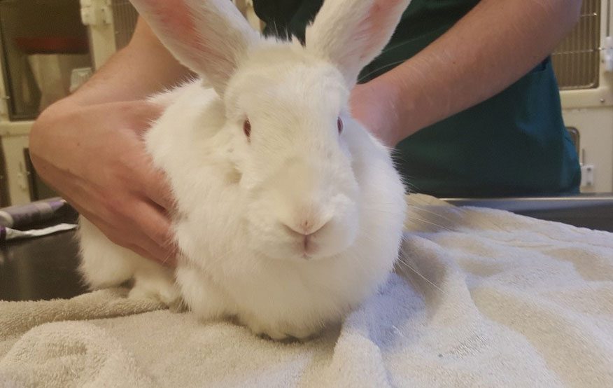 الخراريج في الأرانب