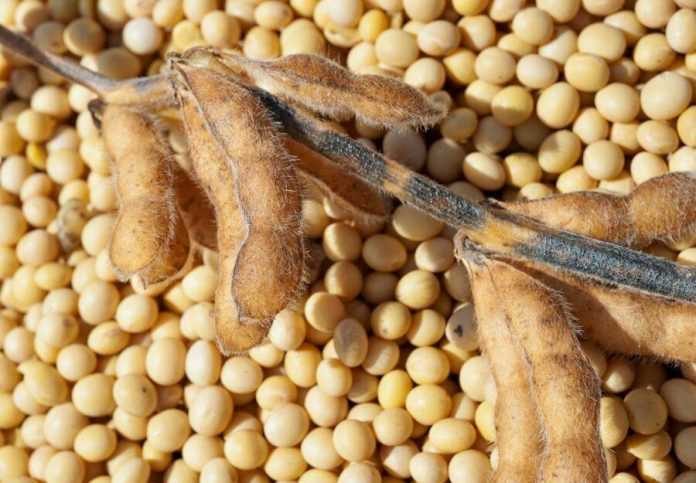 سافراس: ارتفاع صادرات البرازيل من فول الصويا لتسجل 99 مليون طن في 2024