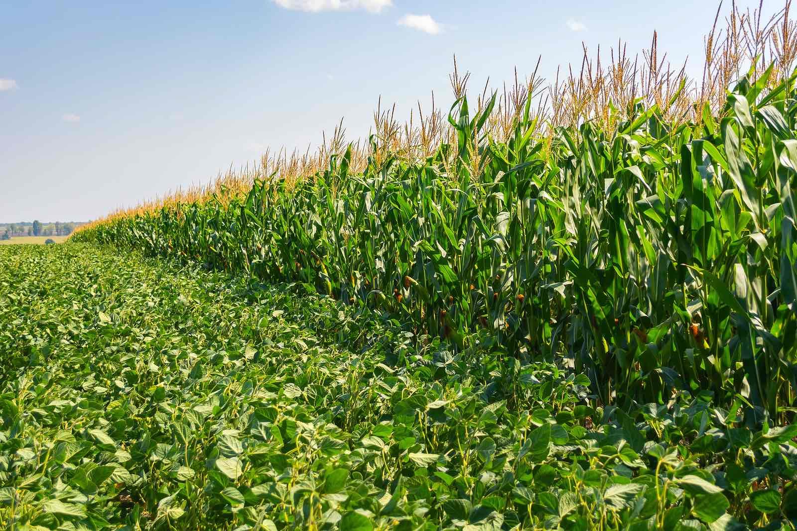 الولايات المتحدة تنتهي من زراعة 27% من الذرة وفول الصويا يصل إلى 18%