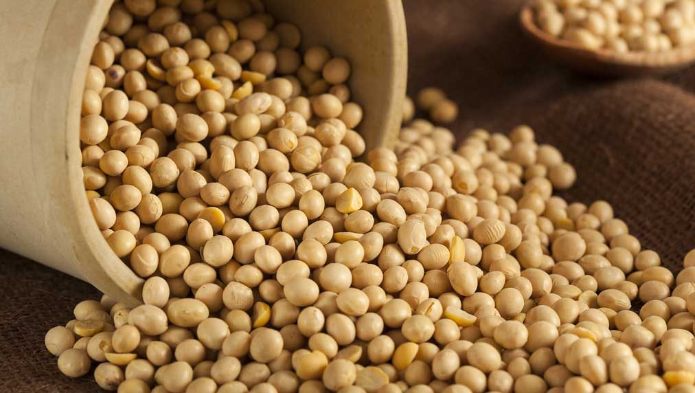 بورصة الحبوب| فول الصويا ينخفض يوم الجمعة مع تصاعد التوترات التجارية