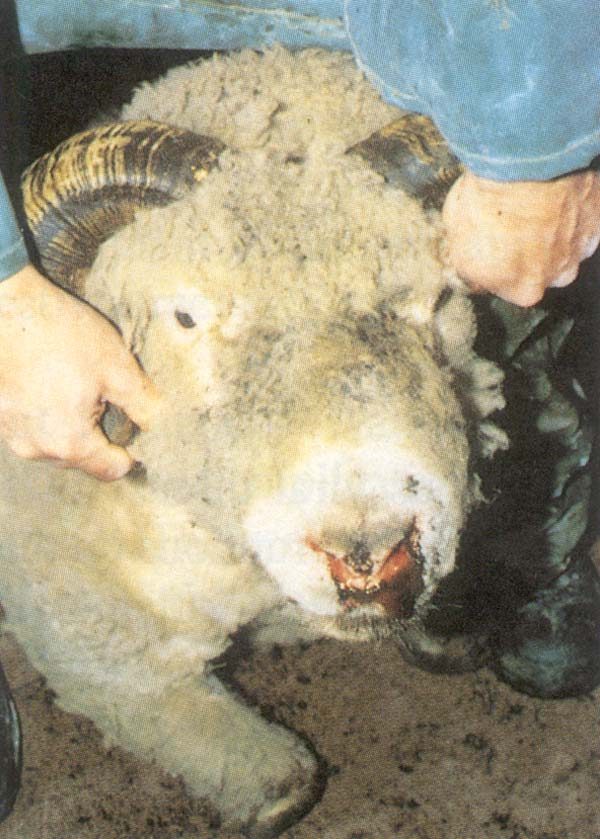 الإصابة بطفيل البابيزيا فى الأغنام