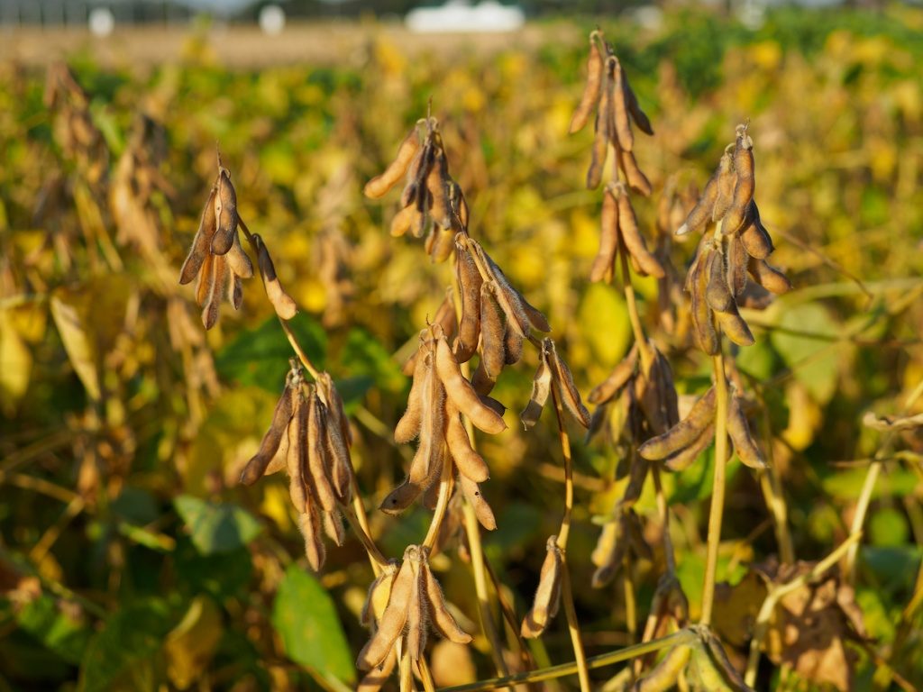 وزارة الزراعة الأمريكية ترفع توقعاتها للإنتاج العالمي وتصنيع فول الصويا