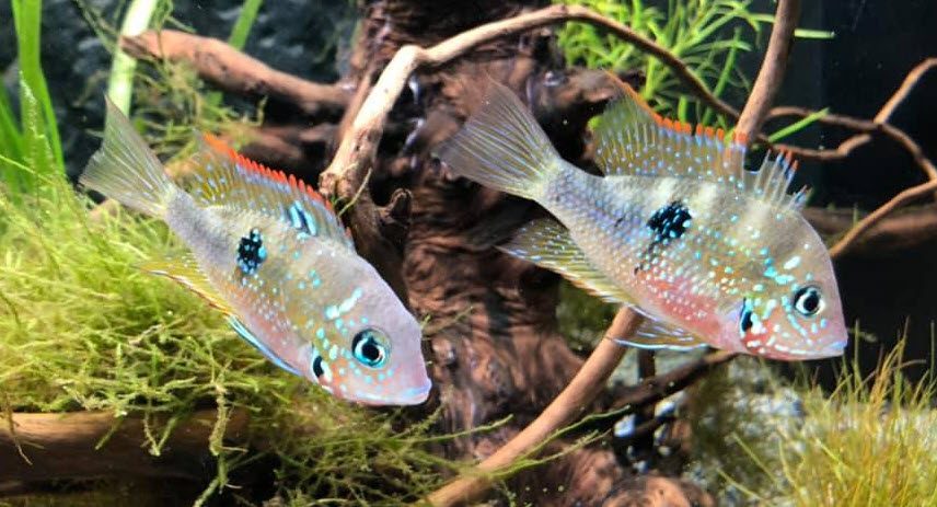 التأثير الضار للأمونيا على صحة الأسماك