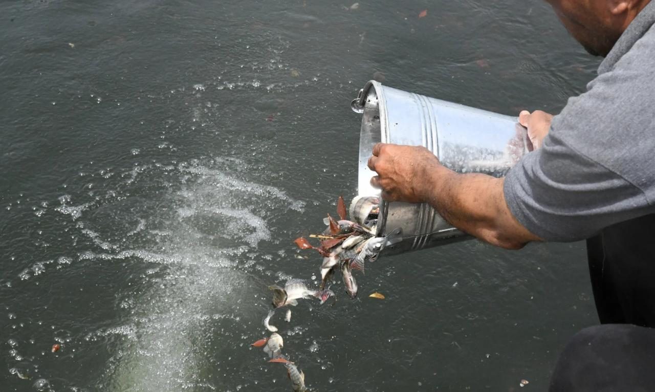 الداودي يشهد إلقاء 200 ألف زريعة سمك بنهر النيل في قنا