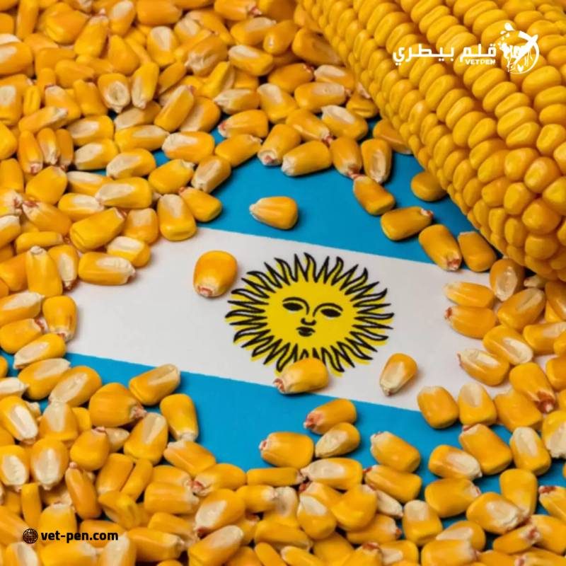 نسبة زراعة الذرة في الأرجنتين تصل إلى 28.9%