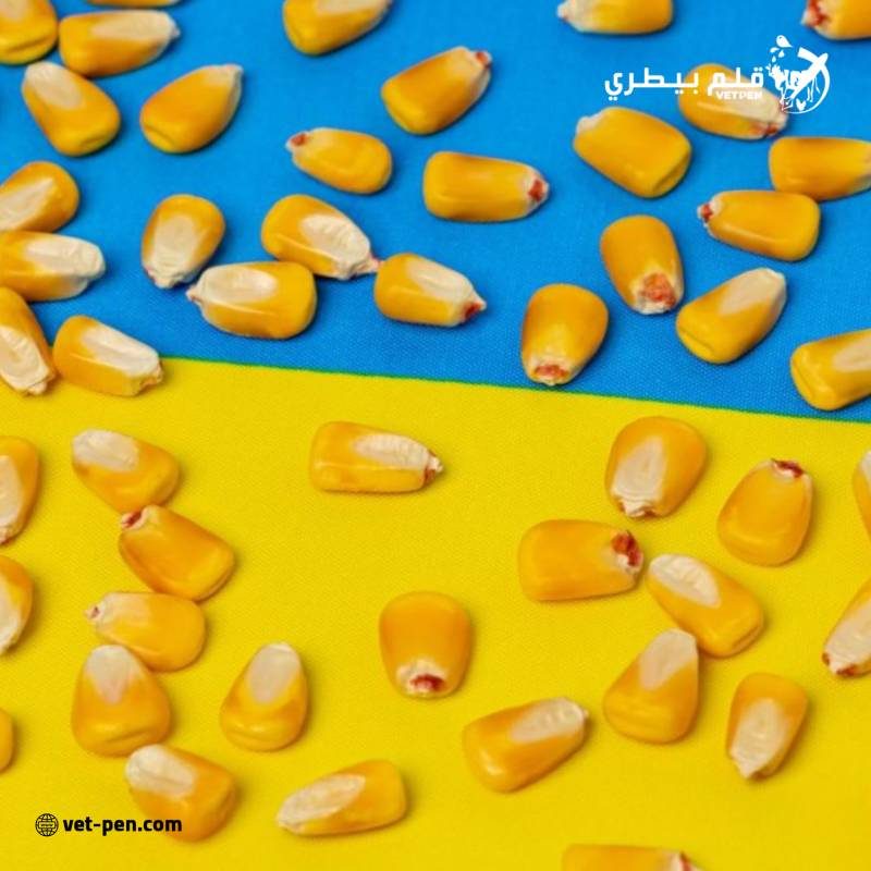 «أبيك-إنفورم» يرفع توقعات صادرات القمح الأوكرانية ويخفض الذرة خلال العام 2024-25