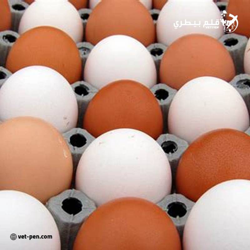 الكتكوت بـ85 جنيه والكرتونة تتجاوز جنيهان.. أول تعليق من شعبة بيض المائدة على اتهام الاحتكار ورفع الأسعار