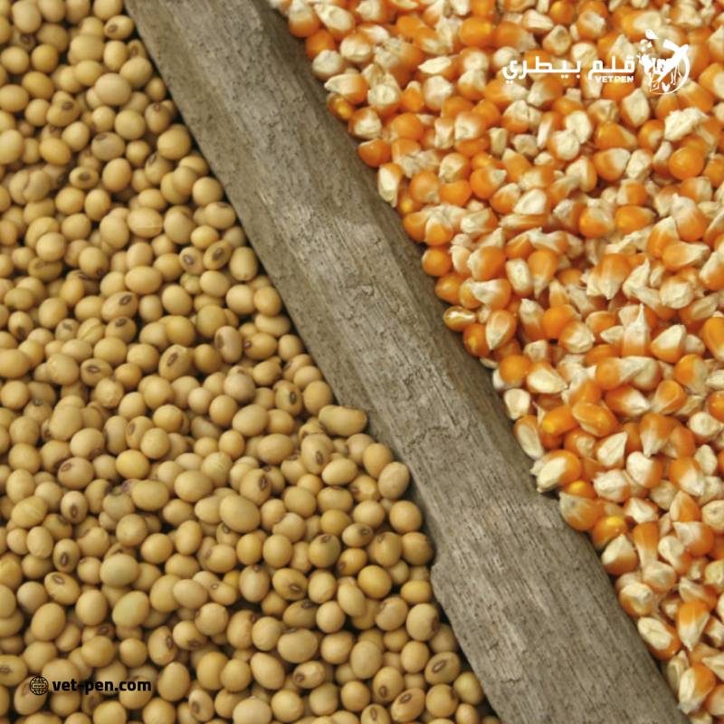 العقود الآجلة للحبوب تتراجع في مستهل تعاملات اليوم الجمعة ببورصة شيكاغو