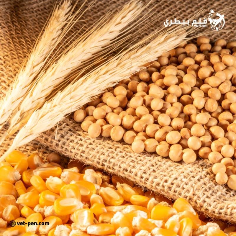 حركة الحبوب في الموانئ الأمريكية: تراجع صادرات الذرة والقمح ارتفاع فول الصويا