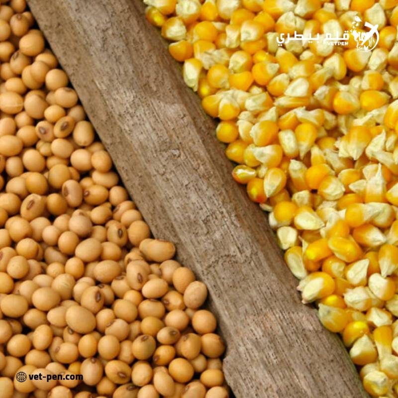 الذرة والصويا