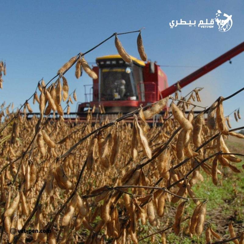 أوكرانيا تتوقع ارتفاع إنتاج فول الصويا إلى 6.1 مليون طن في العام الزراعي 2024-25