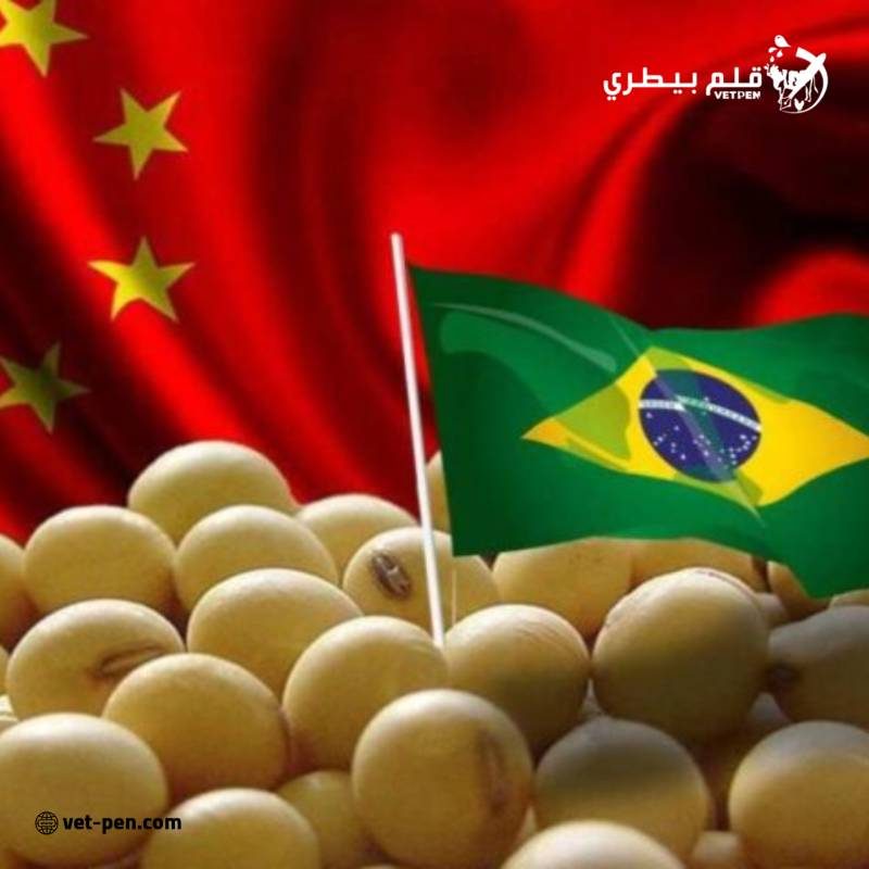 معظم واردات الصين من فول الصويا في أغسطس من أصل برازيلي.