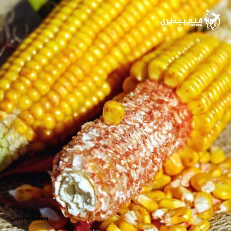 روسيا تعيد فرض رسوم تصدير الشعير.. وقفزة كبيرة في ضريبة الذرة للفترة من 2 إلى 8 أكتوبر