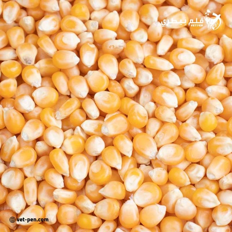 بورصة الحبوب| العقود الآجلة للذرة تحقق مكاسب طفيفة بنهاية تعاملات الإثنين