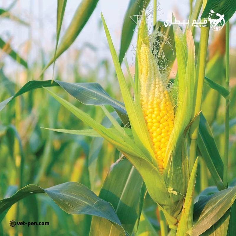 العقود الآجلة للذرة