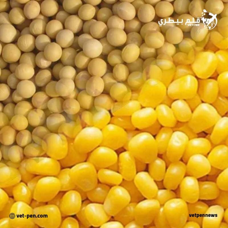 الخبراء يتوقعون انخفاض إنتاج القمح في الأرجنتين والذرة والصويا دون تغيير