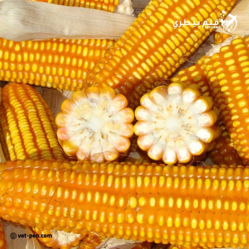 الولايات المتحدة تبيع 1.68 مليون طن ذرة من حصاد 2024-25 في أسبوع