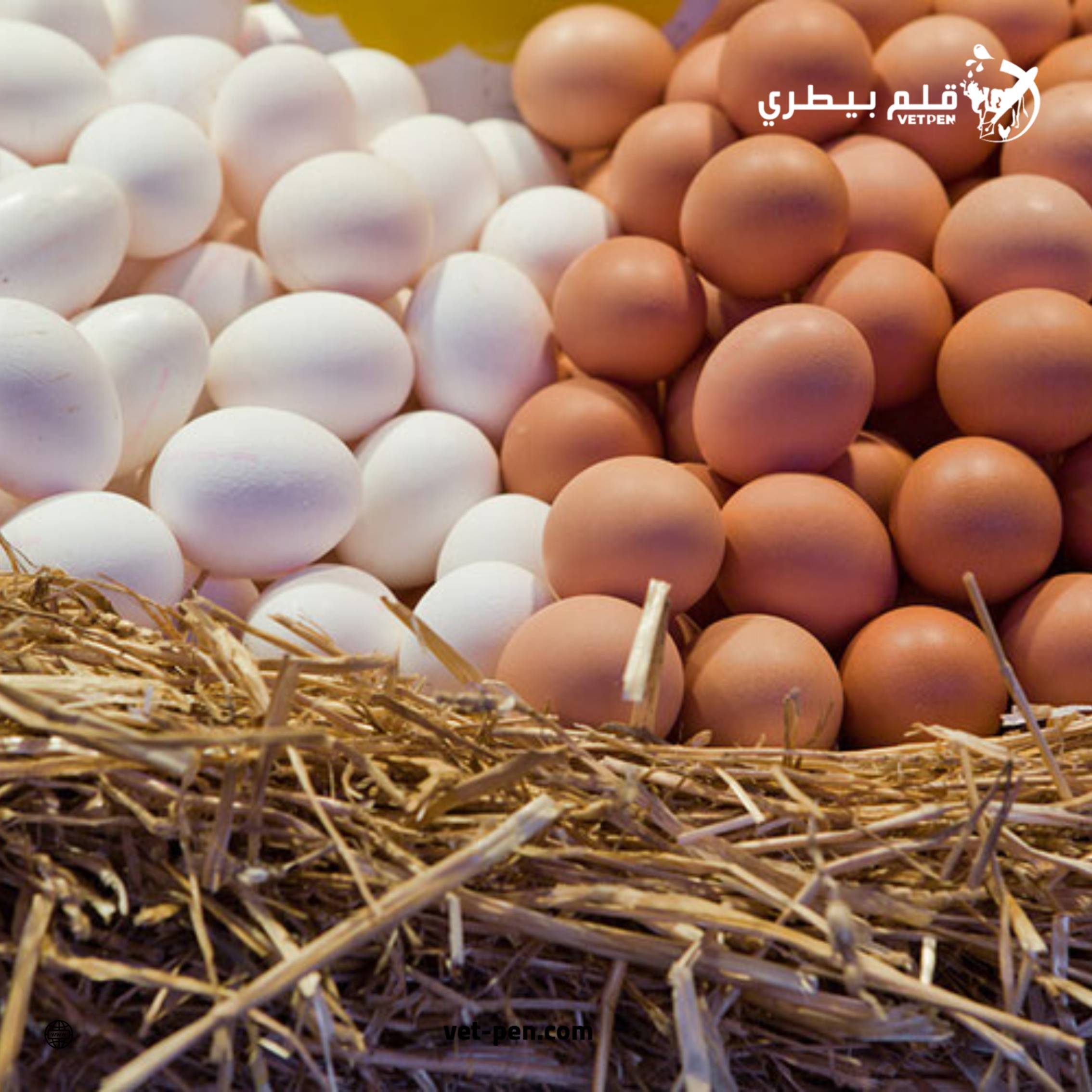 الصحراوي: انفراجة في أسعار البيض الفترة المقبلة لهذه الأسباب