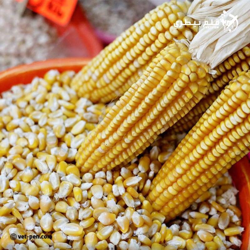 عباد الشمس بورصة الحبوب