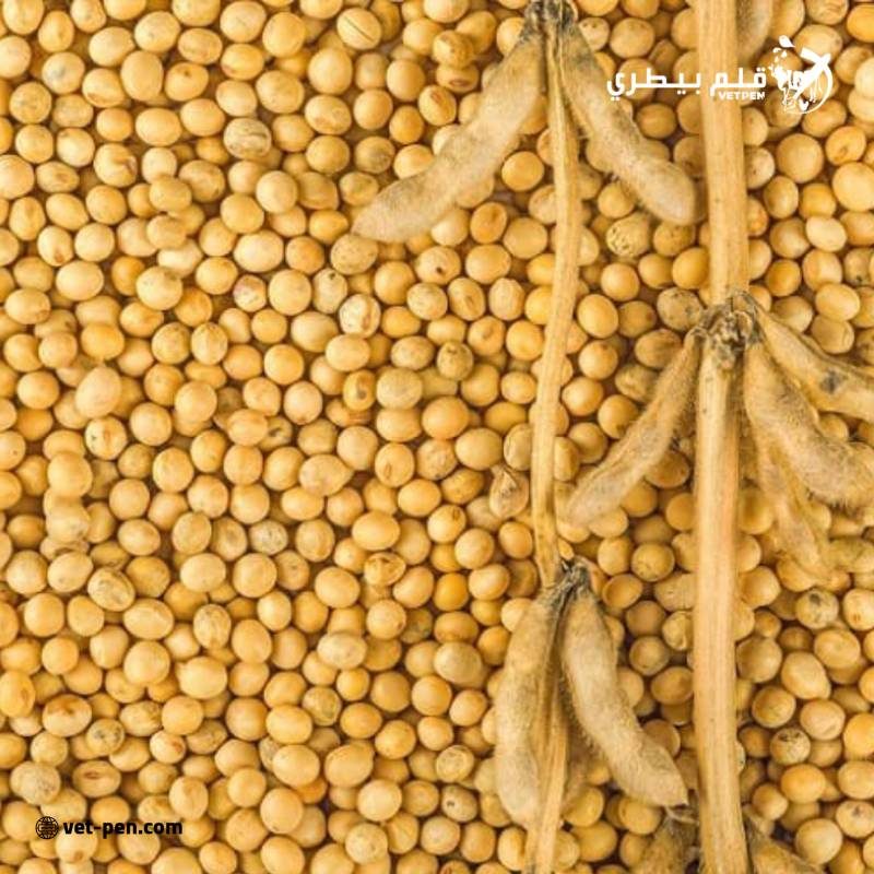 مجلس الحبوب الدولي يتوقع ارتفاع إنتاج فول الصويا العالمي في موسم 2024-25 إلى مستوى قياسي