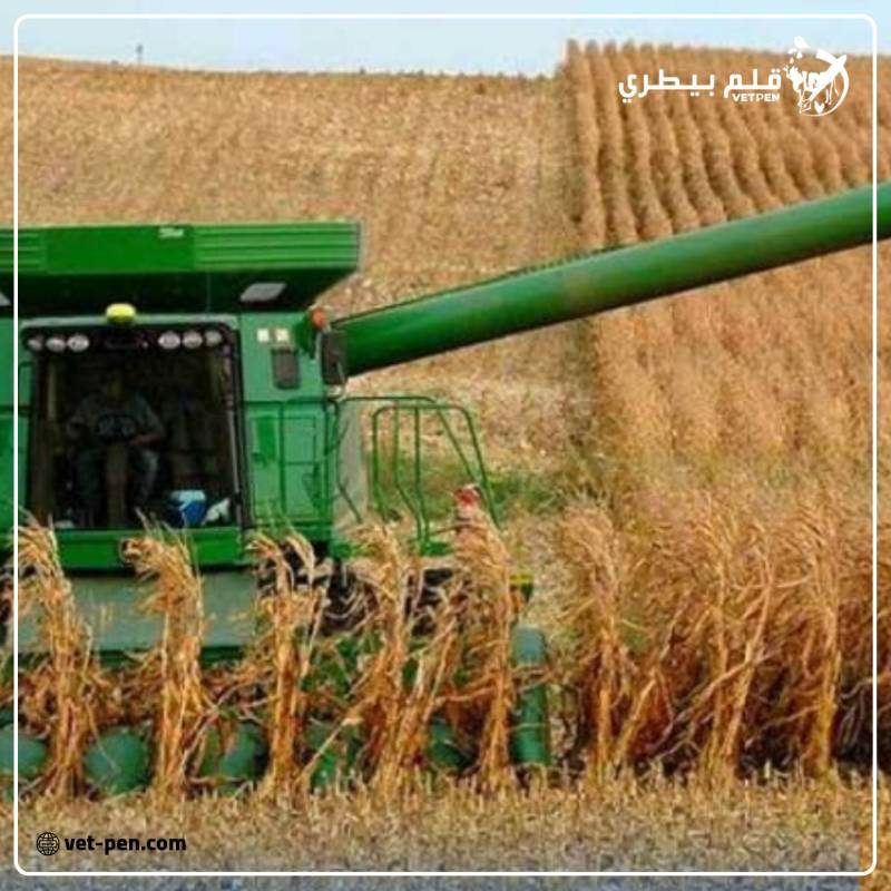 الأرجنتين تنتهي من حصاد الذرة بإنتاجية تقدر بـ 46.5 مليون طن