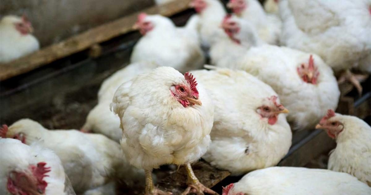 مرض الالتهاب الشعبي المعدي في الدواجن