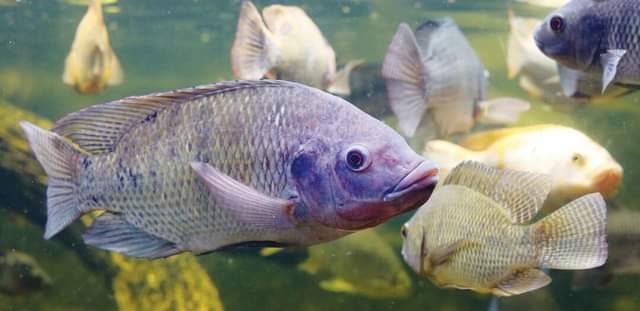 التسمم الدموي في الأسماك بسبب بكتيريا "الأيروموناس هيدروفيلا"