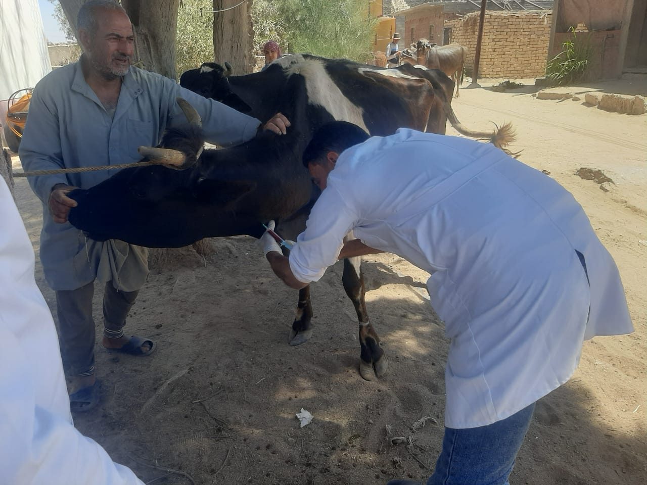 قافلة بيطرية