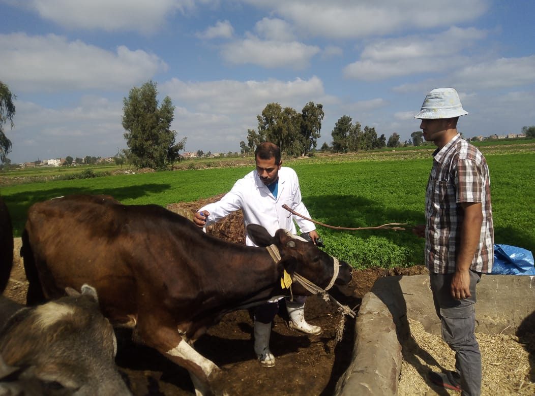 الحمى القلاعية