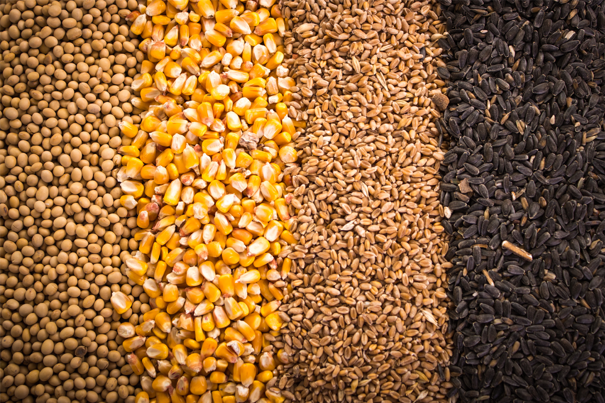 بلغاريا تبحث فرض حظر على واردات الحبوب الأوكرانية