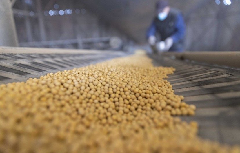 الصين ستقلل بشكل كبير من اعتمادها على واردات فول الصويا خلال السنوات العشر المقبلة| توقعات