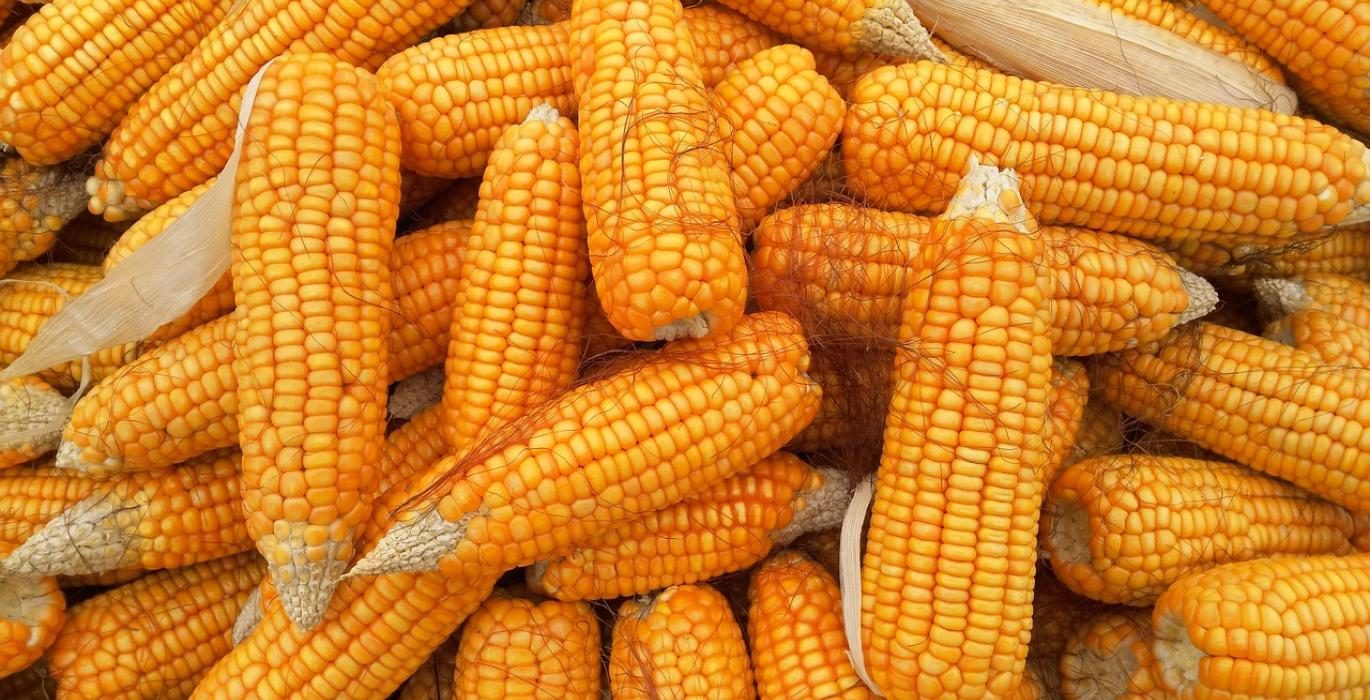 العقود الآجلة للذرة تتجه هبوطيا بنهاية تعاملات جلسة الأربعاء