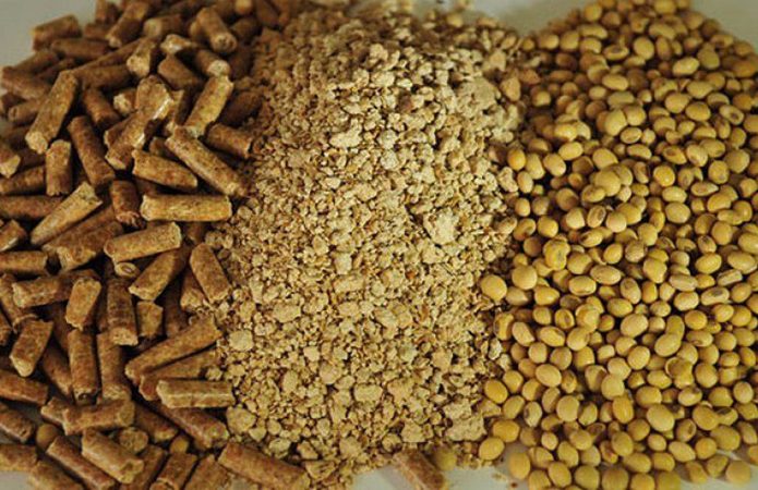 ألمانيا تزيد صادراتها من كسب فول الصويا في الأشهر الخمسة الأولى من 2024-2025