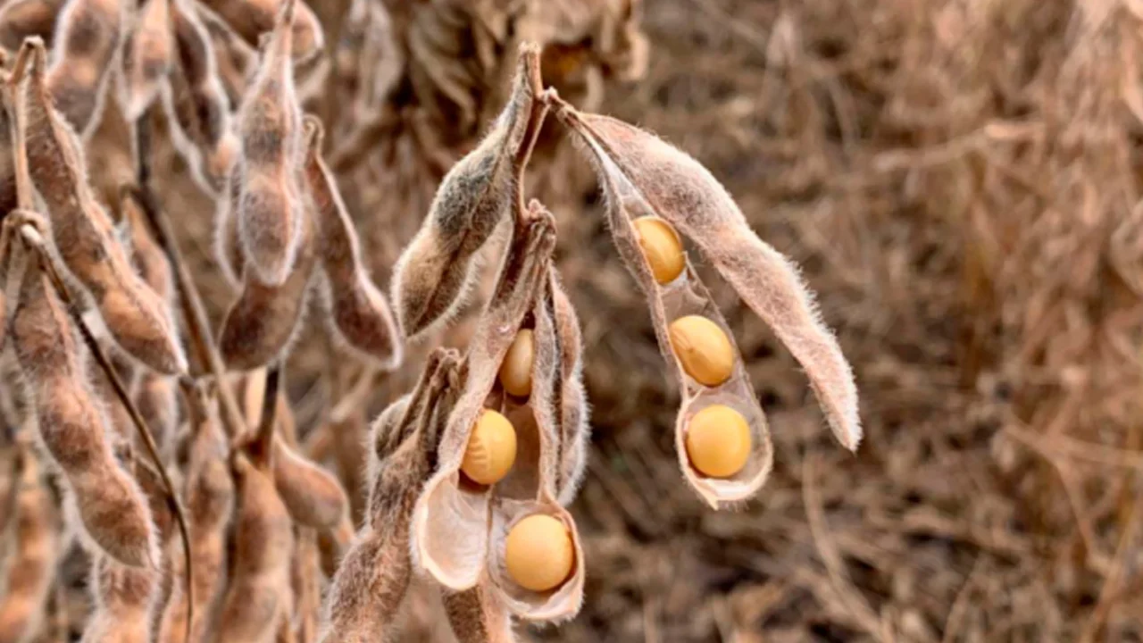 الصويا تتحرك بشكل جانبي اليوم الثلاثاء في انتظار الأرقام الجديدة من وزارة الزراعة الأمريكية