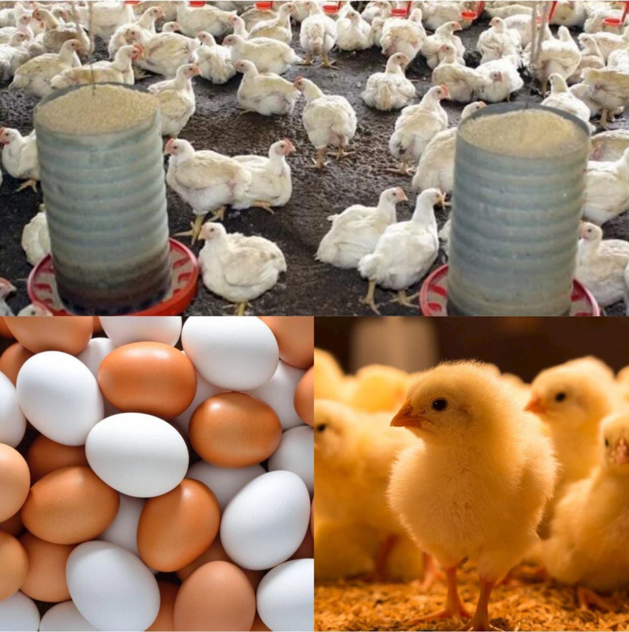 تباين في أسعار الدواجن وارتفاع الكتاكيت واستقرار البيض في بورصة السلع اليوم الخميس