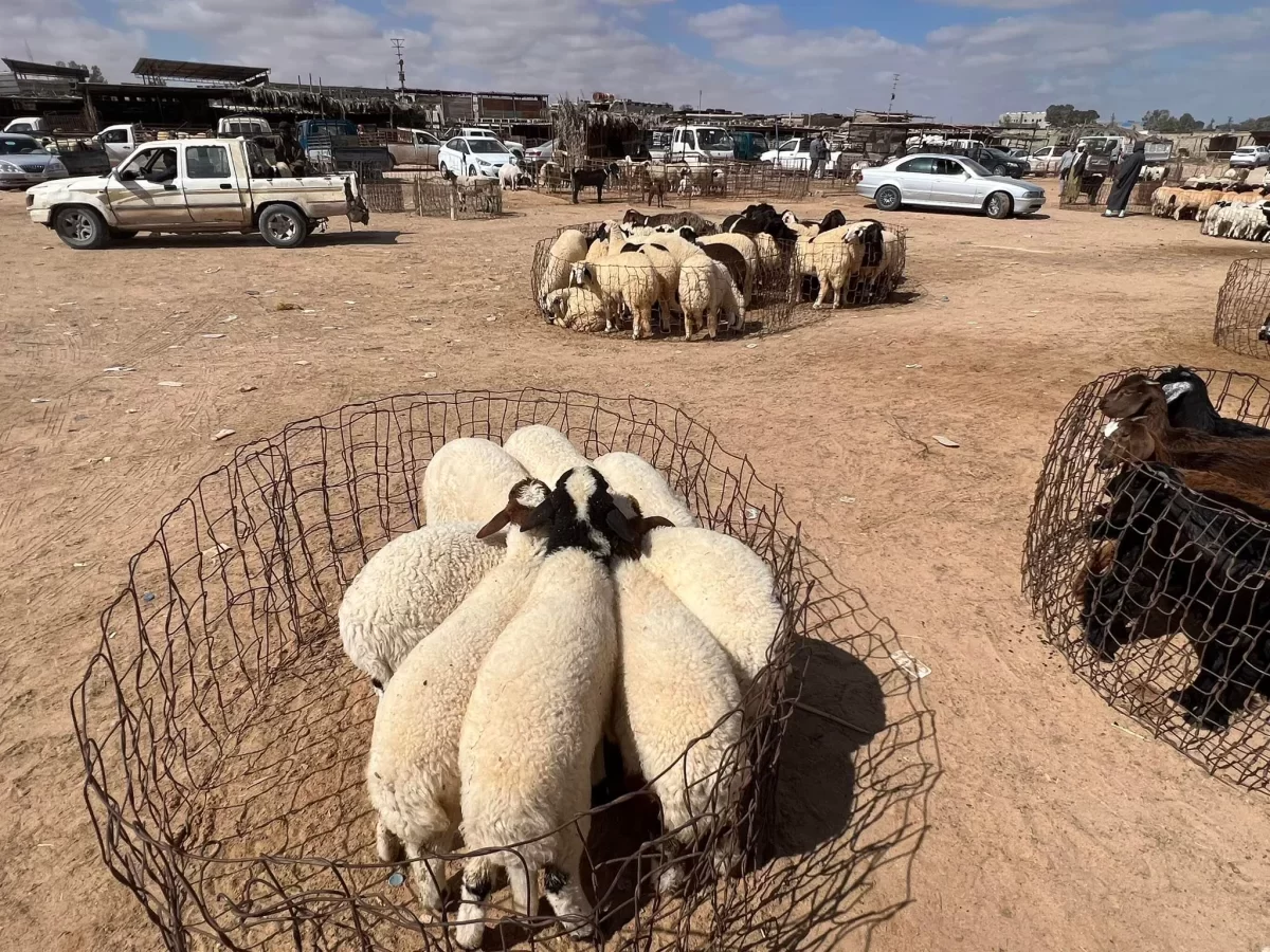 ليبيا.. ارتفاع في أسعار المواشي والإبل بسوق مصراته