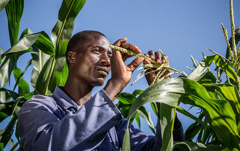 صادرات جنوب أفريقيا من الذرة ترتفع على خلفية الفائض في السوق المحلية