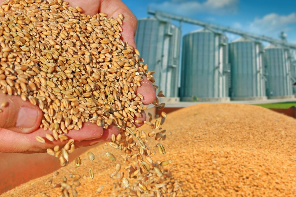 اتحاد الحبوب الكازاخستاني يرفع توقعاته لصادرات القمح والنخالة