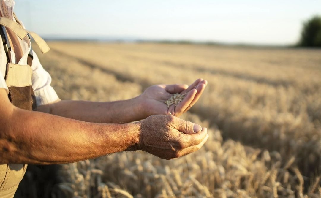 أوكرانيا: تأثر محصول الحبوب والصادرات في عام 2025-2026 بسبب سوء الأحوال الجوية