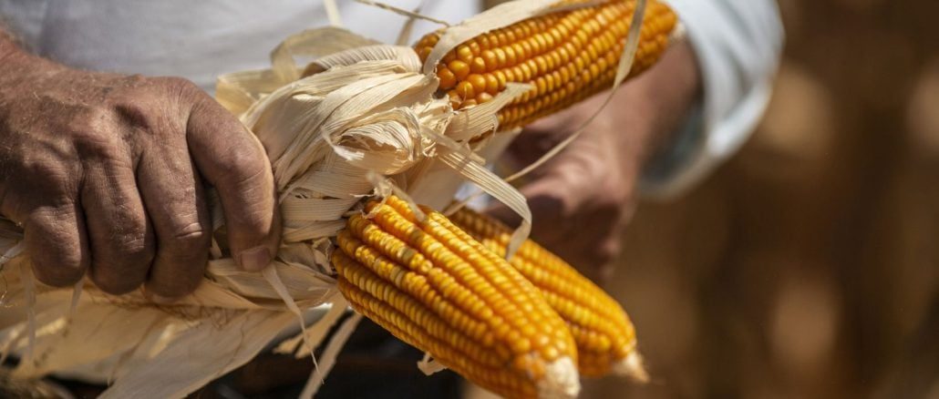 حصاد الذرة في البرازيل يصل للمرحلة النهائية ويكتمل بنسبة 90.2%