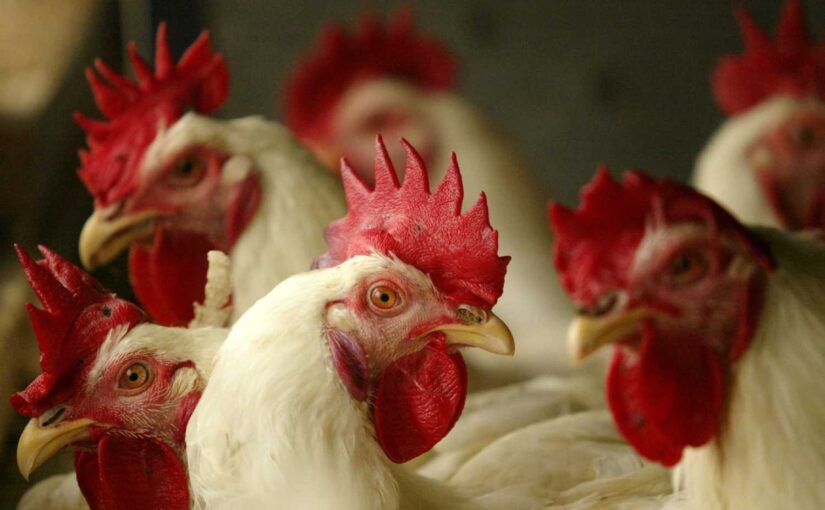 أسعار الدواجن اليوم الإثنين.. الساسو يرتفع جنيهان والتسمين يستقر عند 60 جنيه