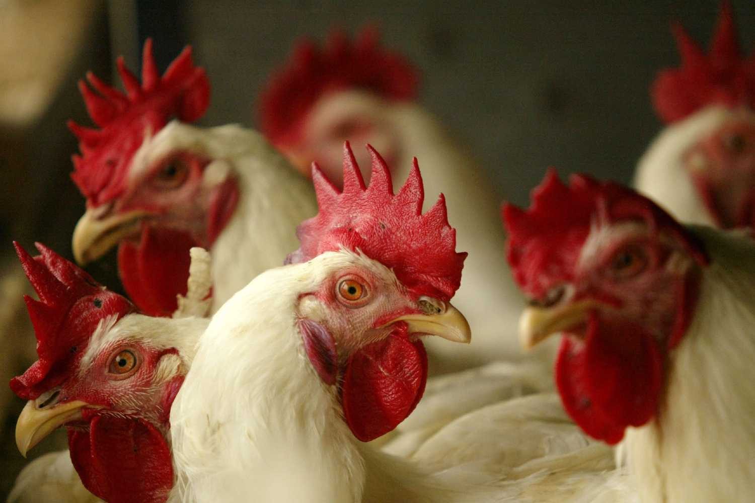 أنفلونزا الطيور| 7 دول ترفع القيود المفروضة على تصدير لحوم الدواجن البرازيلية.. بينهم مصر