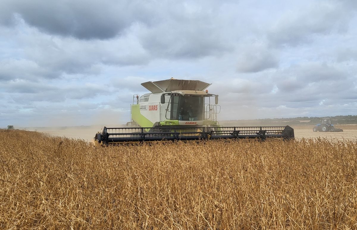 البرازيل: حصاد فول الصويا يقترب من المرحلة النهائية ويكتمل بنسبة 92%