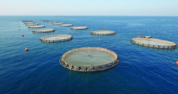 تجهيز 10 أحواض بنويبع لبدء دورة جديدة لإنتاج 3 طن من أسماك البلطي بجنوب سيناء