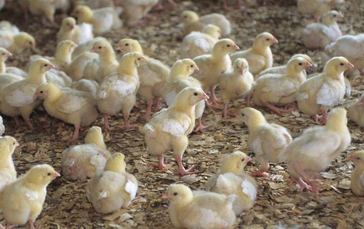 برلماني: الزراعة التعاقدية تسهم في تقليل استيراد أعلاف الدواجن