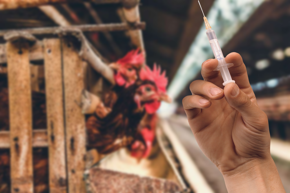 الاستخدام السيء للمضادات الحيوية في مزارع الدواجن وتأثيرها علي صحة الانسان