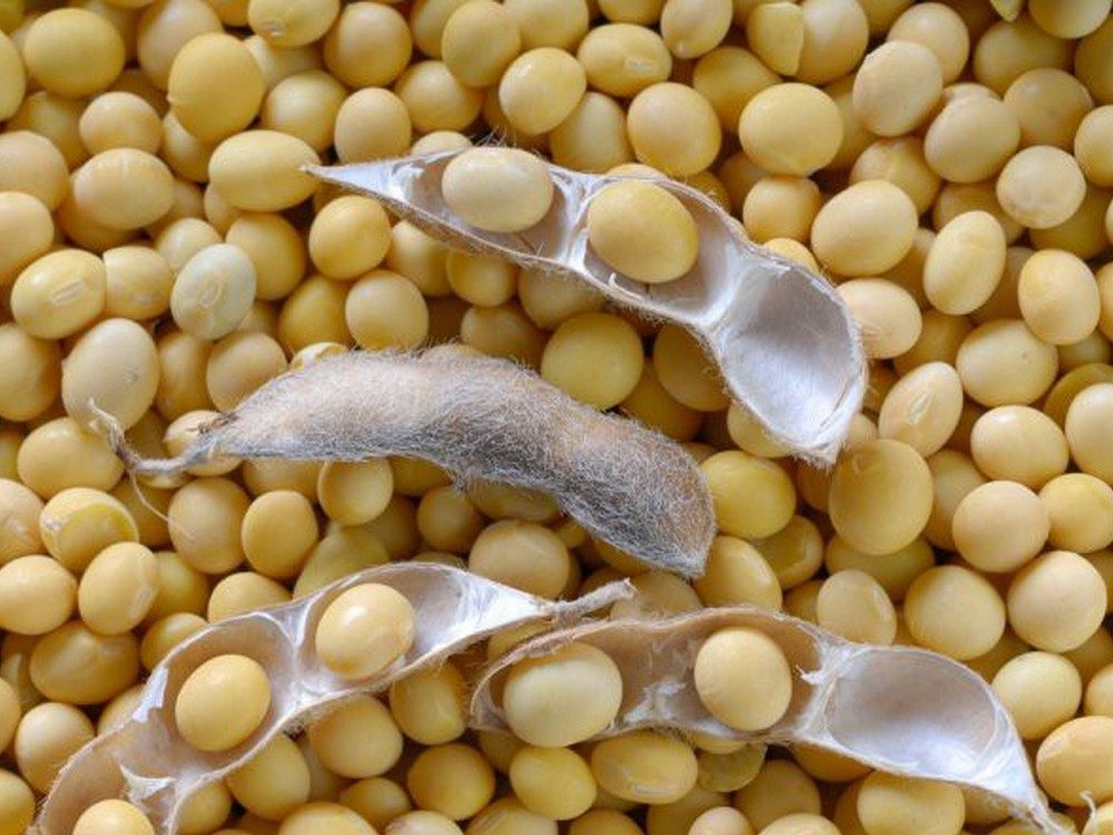 صادرات البرازيل من فول الصويا تصل إلى 7.9 مليون طن خلال يوليو