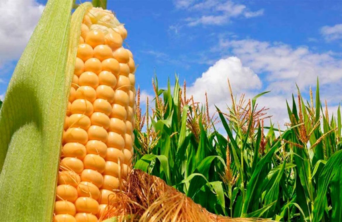 الذرة الأرجنتيني